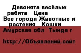 Девонята весёлые ребята › Цена ­ 25 000 - Все города Животные и растения » Кошки   . Амурская обл.,Тында г.